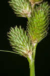 Blunt broom sedge